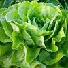 După scandalul puilor vopsiți, apare o nouă dezvăluire: salatele etichetate organice sunt contaminate cu pesticide