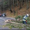 FOTO - Ghinion pe șosea: Un copac s-a prăbușit peste o mașină cu 5 copii, între Bistriţa și Vatra Dornei