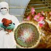 H5N1, virusul gripei aviare care riscă să devină o amenințare pentru oameni