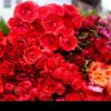 Începe operațiunea de amploare: ANAF descinde peste vânzătorii de flori din România