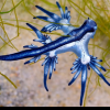 Invazia „dragonilor albaștri” toxici: turiștii sunt avertizați să nu se apropie de aceste creaturi misterioase
