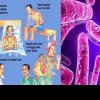 Medicii trag un semnal de alarmă de Ziua Mondială de Luptă împotriva Tuberculozei: Zilnic, peste 4000 de oameni pierd viața din cauza acestei boli