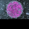 Oamenii de știință au descoperit un comutator care oprește sistemul imunitar să atace celulele sănătoase