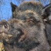 Peste 180 de porci mistreţi din Buzău, depistaţi pozitiv la virsul pestei porcine africane în fondul silvic