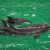 Premieră în România - primul pui de delfin viabil născut la Delfinariul Constanţa