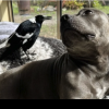 Prietenia dintre o pasăre și un câine, motiv de aprigi dispute