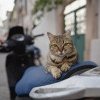 Proiect șocant depus în Parlament de un deputat din partidul lui Cioloș: Pisicile de pe străzi să fie prinse și eutanasiate