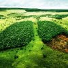 Protecția mediului sau agricultura? UE, aflată în dilema legii anti-defrișare
