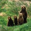 România cere revizuirea situației privind protecția ursului brun, din cauza pagubelor tot mai mari pe care aceste animale le provoacă