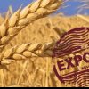 România, lider european la exportul de cereale! Agricultura noastră strălucește în Uniunea Europeană