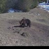 Salvamontiştii atrag atenţia privind înmulţirea numărului de urşi observaţi în zonele intravilane montane şi în apropierea potecilor turistice