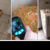 Șoareci morţi, gândaci, praf şi mucegai: Inspectorii ANPC, șocați de meniul din bucătăria unui colegiu din Timișoara