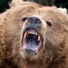 Urșii, mai protejați decât oamenii în România - Ministrul Mediului cere, la Bruxelles, permisiune pentru intervenții mai drastice