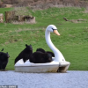 VIDEO inedit: Urși negri, la plimbare pe lac într-o lebăda uriaşă, cu pedale