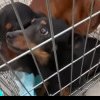 Caz grav la Teiuș semnalat de un ONG: 61 de câini crescuți în condiții greu de descris. Ce s-a întâmplat cu animalele