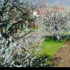Primăria Alba Iulia organizează acțiune de plantare a cireșilor la Oarda de Jos: ”vor aduce un plus de atractivitate zonei”