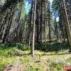 Romsilva va reface peste 12.000 de hectare de pădure din proprietatea de stat, în acest an. Câți copaci vor fi plantați