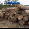 Scutul Pădurii în Alba: Mafia lemnului, ”atacată” cu amenzi de zeci de mii de lei. Poliția a confiscat 900 de metri cubi de lemn