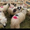 Tineri din Sebeș, acuzați că au furat șase oi de la o fermă din zonă