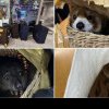 Șopârle, șerpi, păsări, cameleoni, veverițe şi chiar un urs panda roșu, găsite în valize pe aeroport
