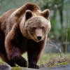 VIDEO. Alertă în Ploieşti. Un urs a fost văzut azi-noapte pe străzile din oraș