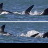 VIDEO. Imagini „fără precedent” cu o balenă ucigașă, filmată în timp ce ucide un rechin alb în largul coastelor Africii de Sud