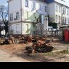 Cad copacii pe capete, în Arad. Spitalul a tăiat mai mulţi arbori din curtea Municipalului