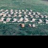 Imagini de coșmar pe un fond de vânătoare aflat și pe teritoriul Aradului