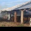 UPDATE: 50 de oi au murit după un incendiu puternic în localitatea Zărand! O persoană a suferit arsuri