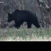 Un urs a apărut printre cabane, în plină zi, la Sântejude – VIDEO