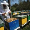 Ajutor de stat pentru apicultori. 11 aprilie, termenul – limită pentru a aplica