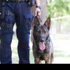 IPJ Covasna angajează agent de poliție-conducător de câini de serviciu