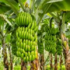 Bananele, amenințate de încălzirea globală. Prețurile la raft vor crește, pe măsură ce culturile vor fi afectate
