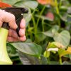 Strategii eficiente pentru combaterea dăunătorilor din grădina ta