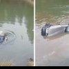 Doi minori au plonjat cu mașina familiei direct într-un lac din Apuseni. Au ținut incidentul secret