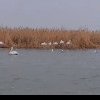 Administratia Rezervatiei Biosferei Delta Dunarii: Pelicanii creti, deja la clocit pe Insula Ceaplace! (VIDEO)