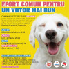 Primaria Constanta: Prima campanie din 2024, de sterilizare gratuita a animalelor, a inceput