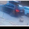 Șofer din Ucraina filmat lovind cu masina un caine in Mamaia Nord. Ce spune IPJ Constanta (VIDEO)