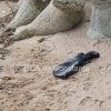 Un alt delfin mort, esuat la malul marii, in Constanta (FOTO+VIDEO)