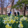 FOTO. Pregătiri de primăvară în Parcul Justiției din Timișoara. Ce flori vom putea admira