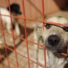 Până să aibă propriul adăpost pentru câinii străzii, Primăria Timișoara a semnat o nouă înțelegere pe trei ani cu Danyflor