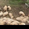 Peste 100 de oi și miei au murit, în urma unui atac al câinilor vagabonzi, la Chișoda