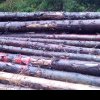 SCUTUL PĂDURII în Alba: Lemn în valoare de peste 640.000 de lei confiscat în urma unei acțiuni pentru prevenirea și combaterea tăierilor ilegale