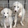 Sterilizarea GRATUITĂ a câinilor cu stăpân ce aparțin rasei comune și a metișilor, continuă și în 2024, la Alba Iulia: Proiectul, pe masa consilierilor locali
