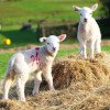 Subvenţii APIA 2024:  Se schimbă condițiile de acordare a subvenției pentru crescătorii de ovine și capre din România