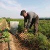 ACTIVITATE AGRICOLĂ Ministerul Agriculturii propune un proiect de ordin privind redefinirea fermierului activ