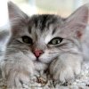 ANIMALE DE COMPANIE Cât trăiesc pisicile? Un ghid al etapelor vieții felinelor