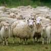CERINȚE ȘI EXCEPȚII Schimbări în acordarea SCVZ la ovine și caprine: Noile cerințe și excepțiile