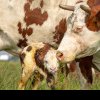 EFICIENȚĂ ECONOMICĂ În acest an, Ministerul Agriculturii va reduce ANT-ul pentru bovinele de lapte