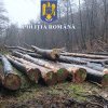 EXCLUSIV: Alt lemn descoperit confiscat de la OS Strîmbu Băiuț. S-au dat și amenzi